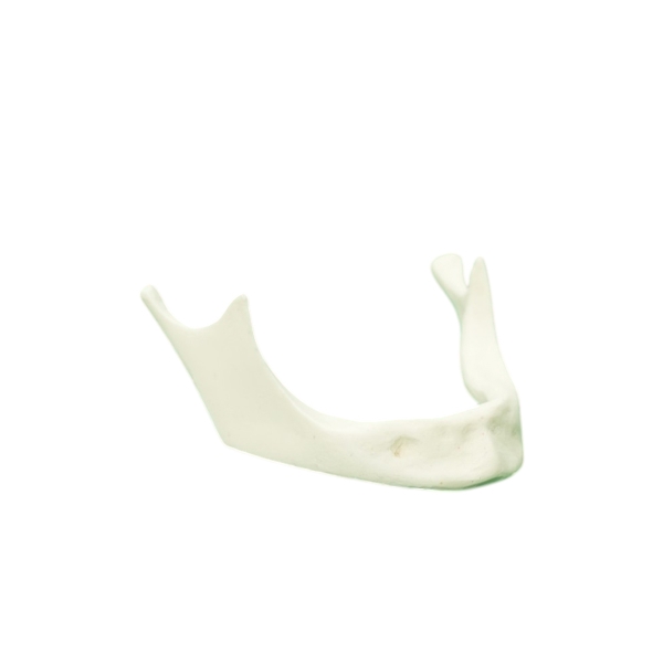Mandibula Çene Kemiği (Diş Etsiz)