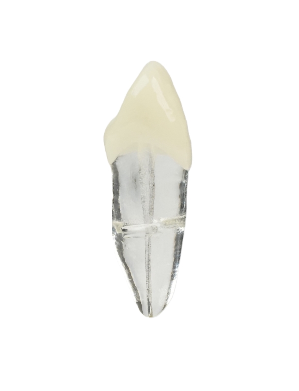 Endodonti