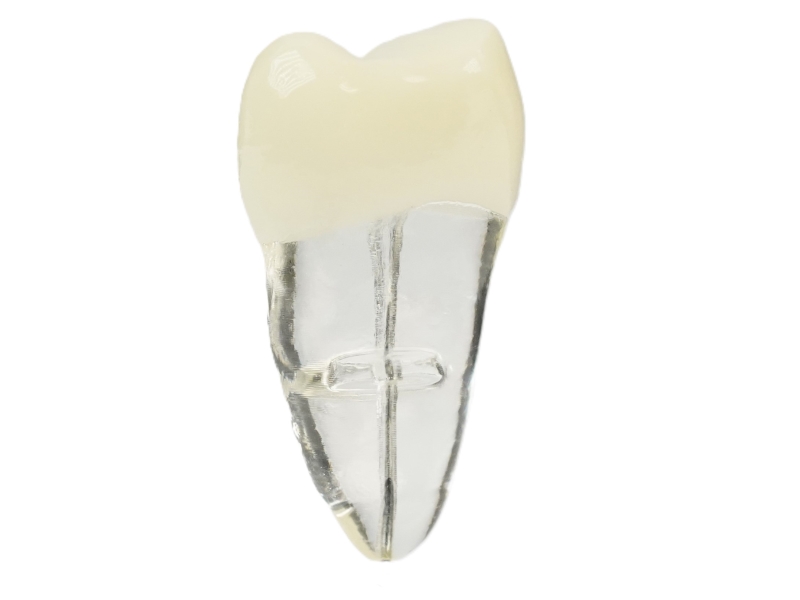 Endodonti