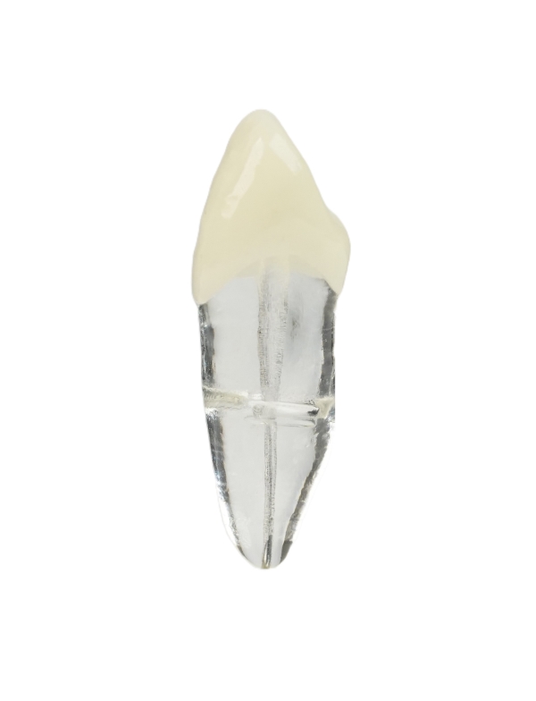 Endodonti