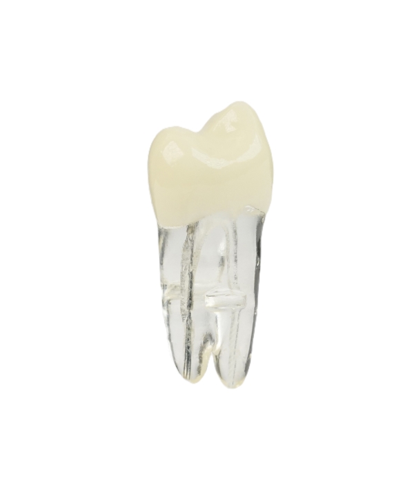 Endodonti