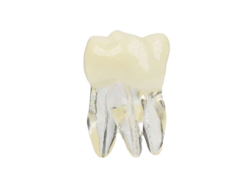 Endodonti