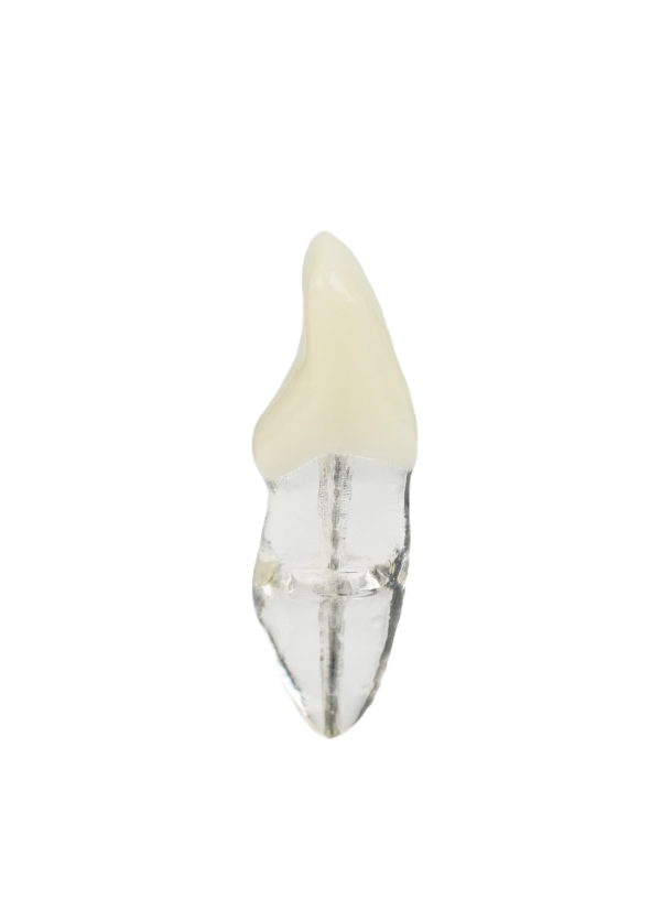 Endodonti