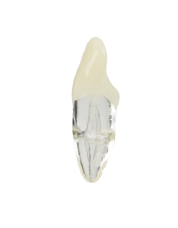 Endodonti