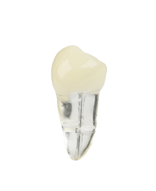 Endodonti