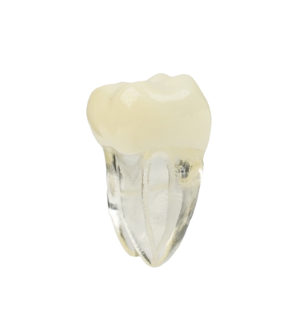 Endodonti