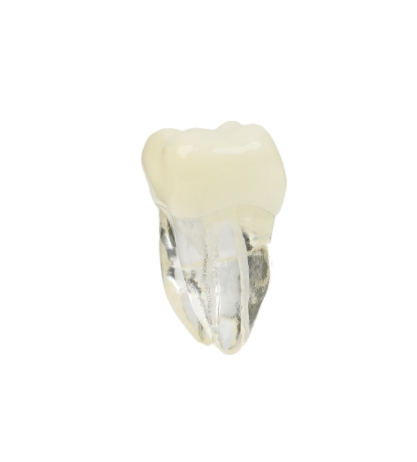 Endodonti
