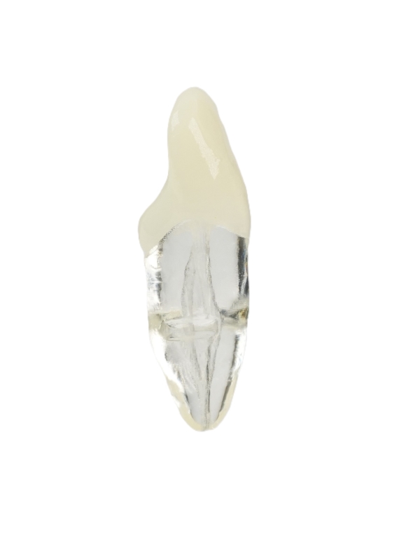 Endodonti