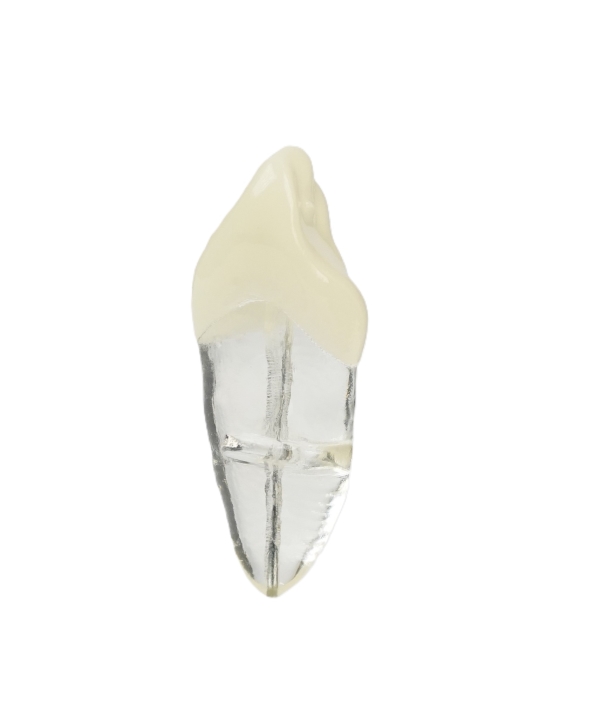 Endodonti