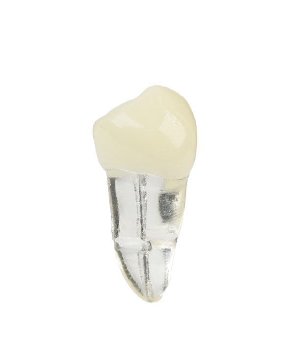 Endodonti