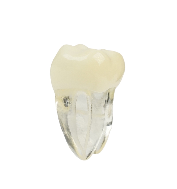 Endodonti