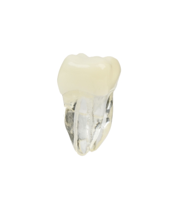 Endodonti