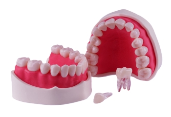 Endodonti