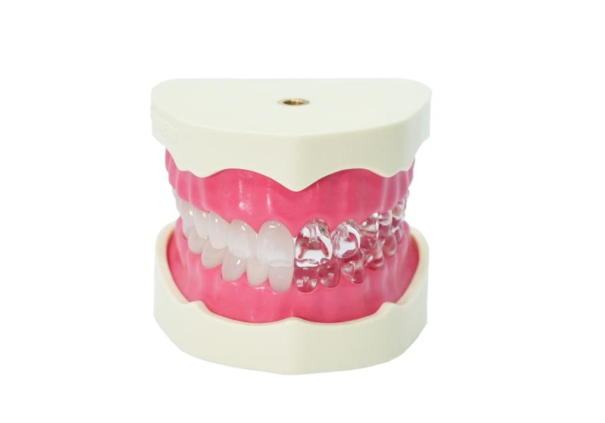 EndoPrep® Alt ve Üst Çene (Dişlerin Yarısı Opak)