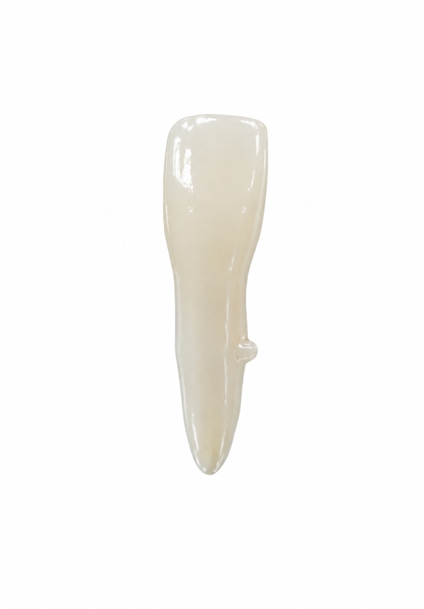 EndoPrep® 41 Numara Opak Diş