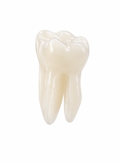 EndoPrep® 46 Numara Opak Diş