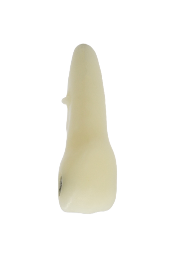 RestoPrep® 21 Numara Diş