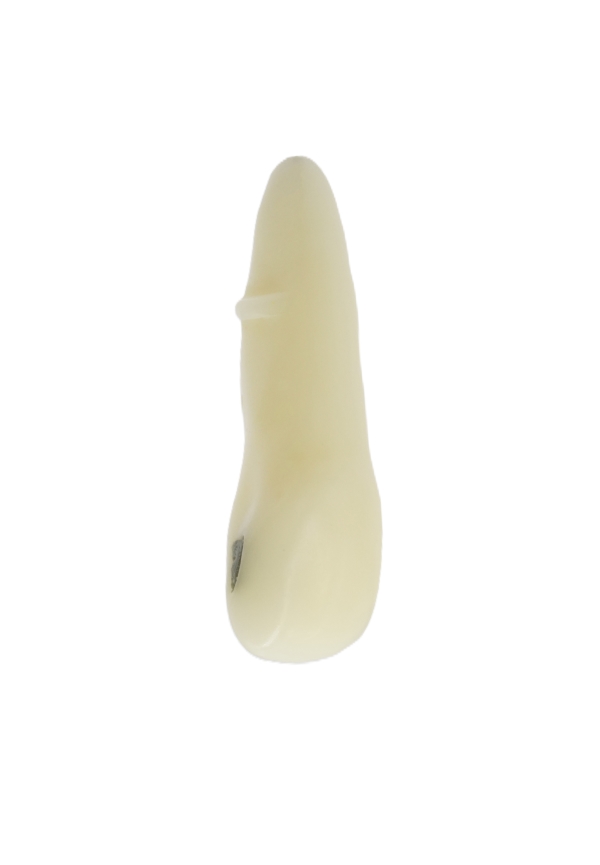 RestoPrep® 22 Numara Diş