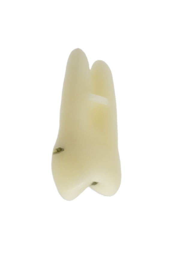 RestoPrep® 24 Numara Diş