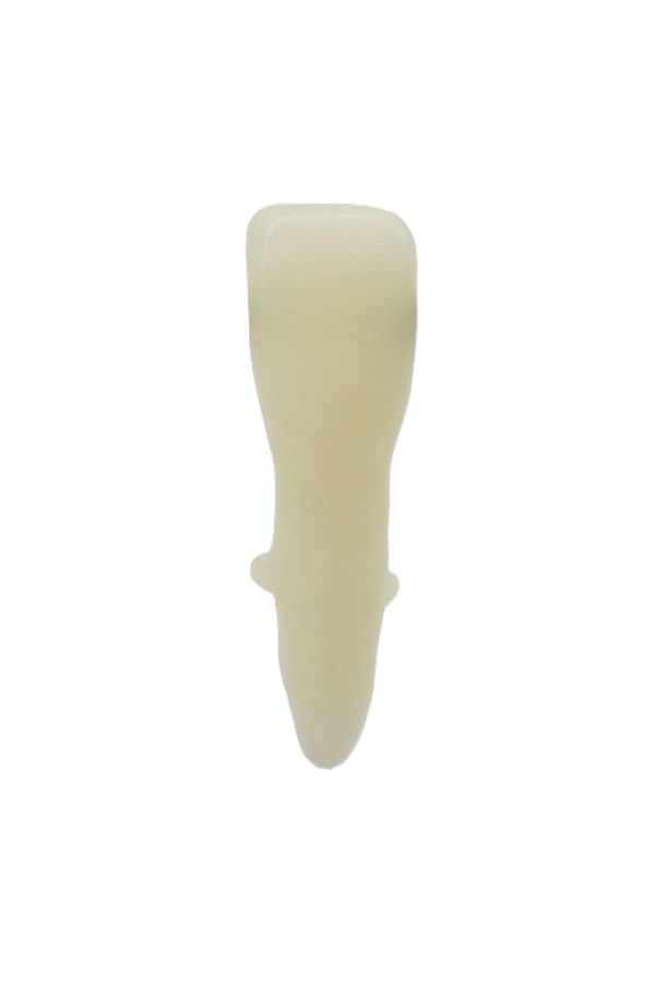 RestoPrep® 31 Numara Diş