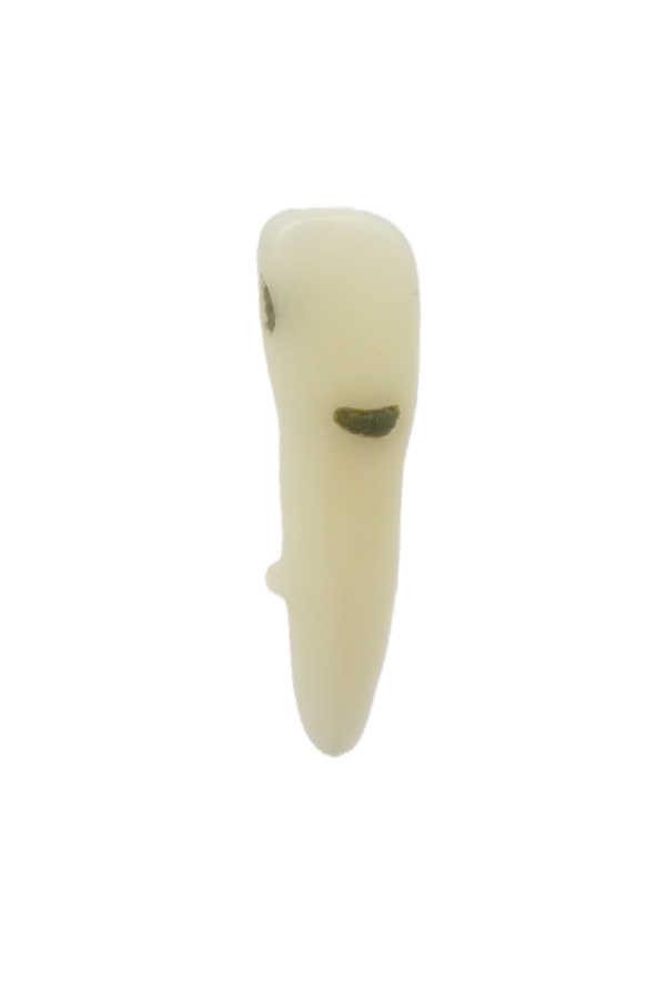 RestoPrep® 32 Numara Diş