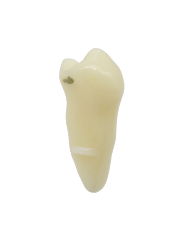 RestoPrep® 35 Numara Diş
