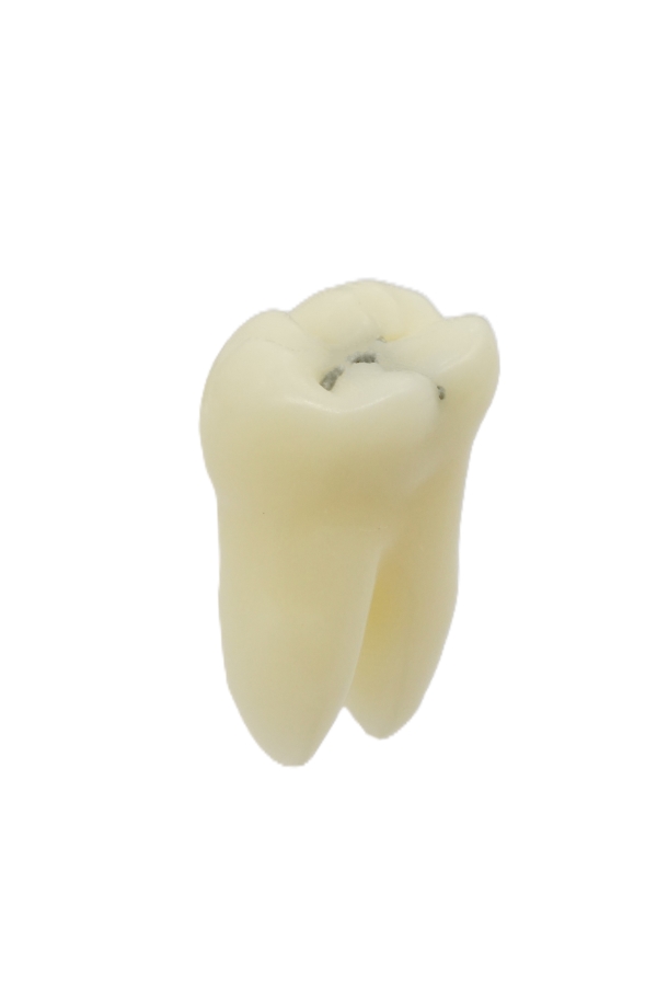 RestoPrep® 37 Numara Diş