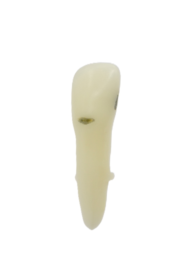 RestoPrep® 42 Numara Diş