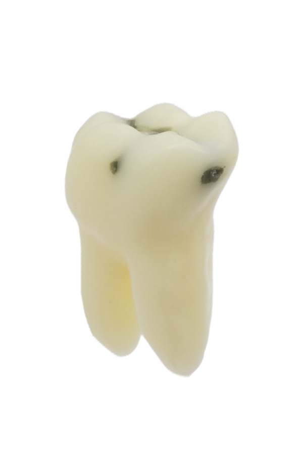 RestoPrep® 46 Numara Diş
