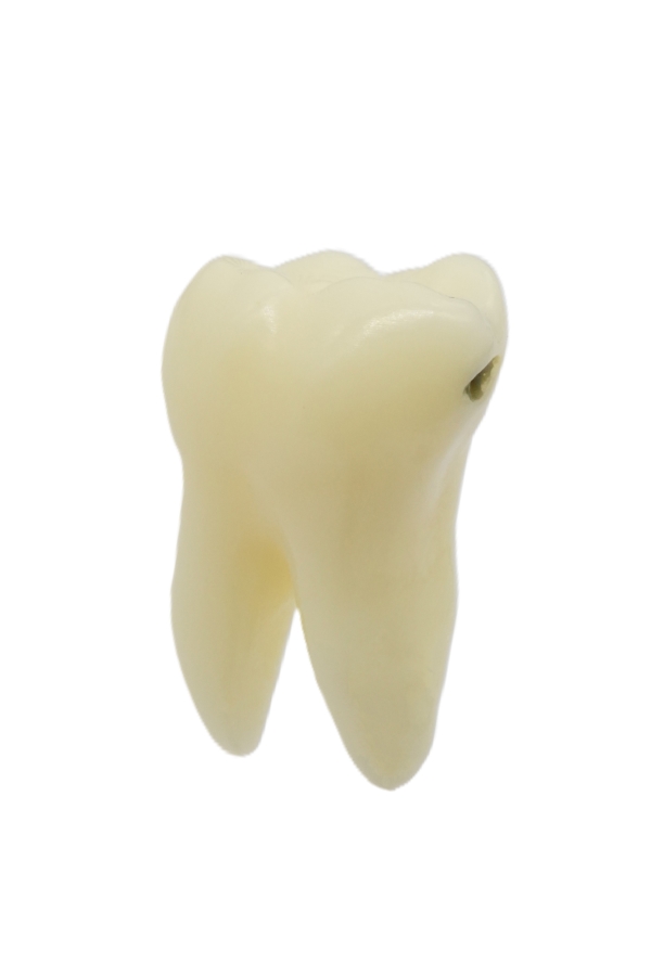 RestoPrep® 47 Numara Diş