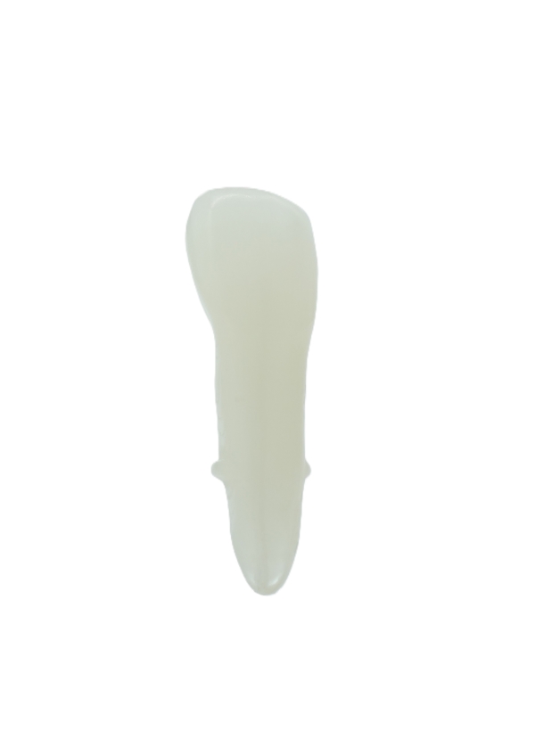 EndoPrep® 12 Numara Opak Diş
