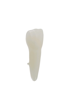 EndoPrep® 21 Numara Opak Diş