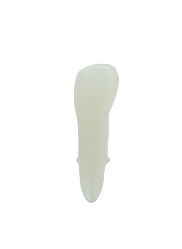 EndoPrep® 22 Numara Opak Diş