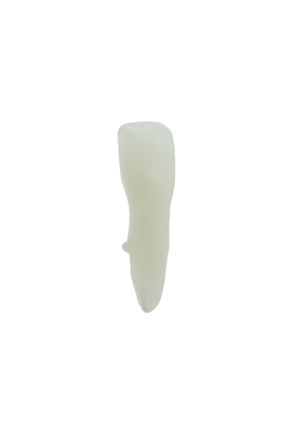 EndoPrep® 31 Numara Opak Diş