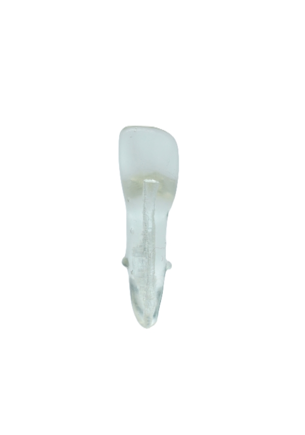EndoPrep® 31 Numara Şeffaf Diş
