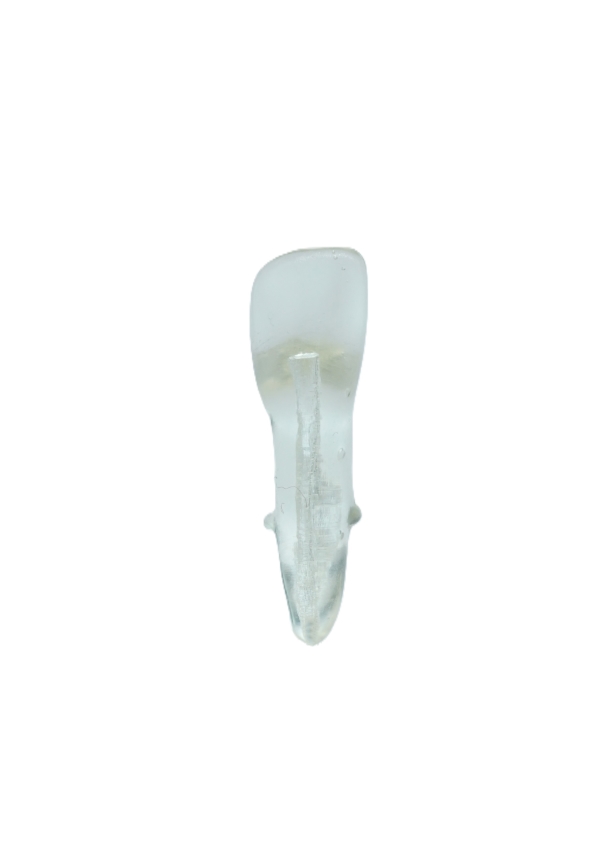 EndoPrep® 41 Numara Şeffaf Diş