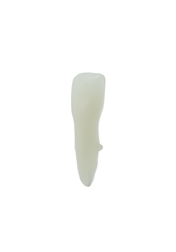 EndoPrep® 41 Numara Opak Diş