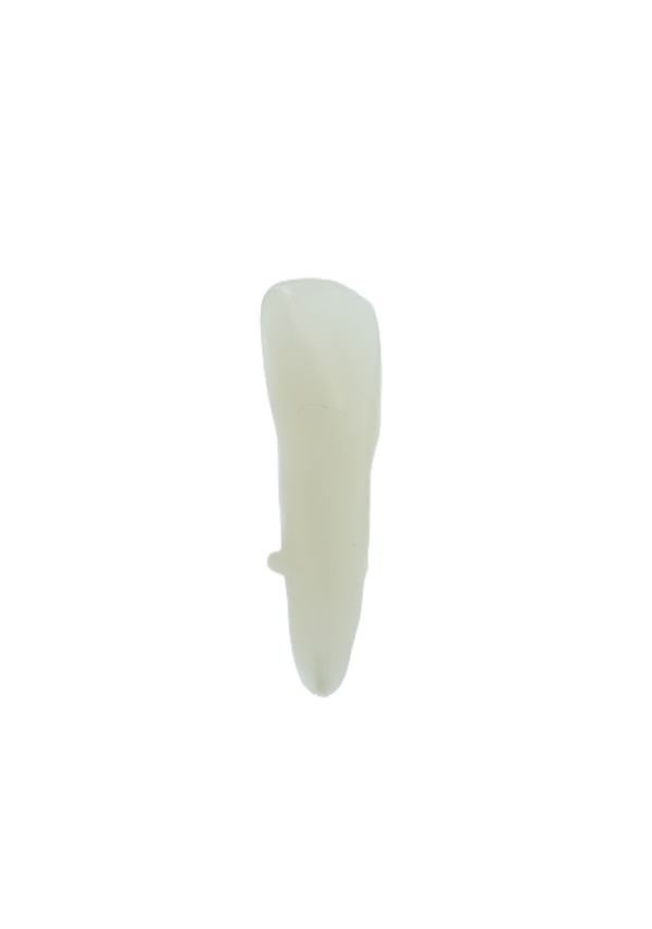 EndoPrep® 32 Numara Opak Diş
