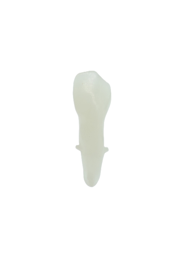 EndoPrep® 33 Numara Opak Diş