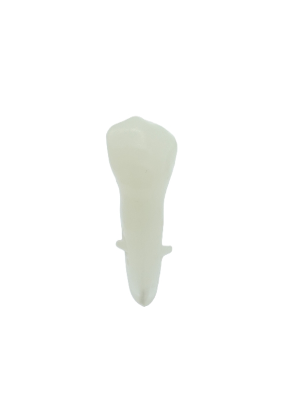EndoPrep® 34 Numara Opak Diş