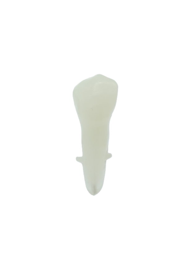 EndoPrep® 44 Numara Opak Diş